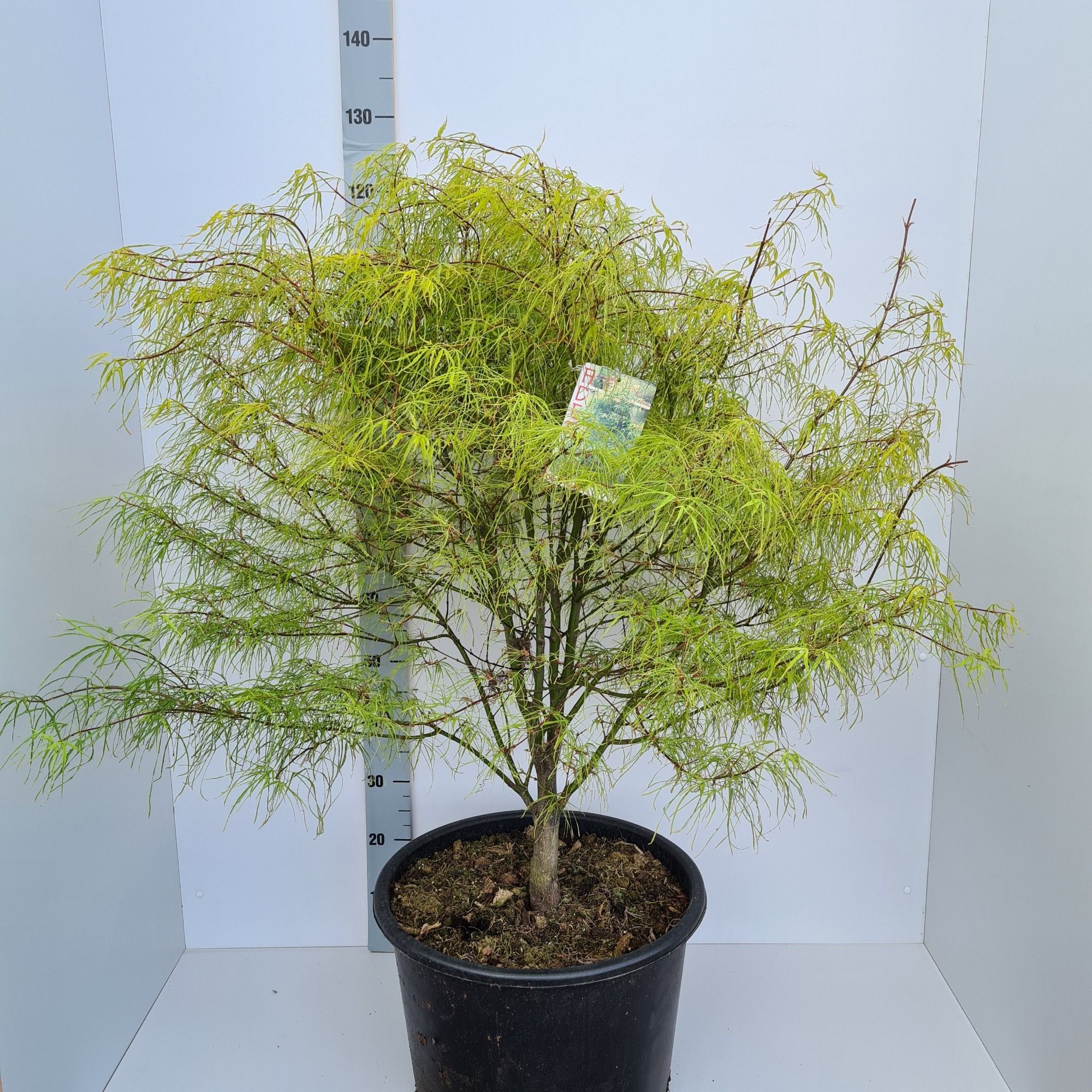 Acer palmatum 'Koto-no-ito', D 43