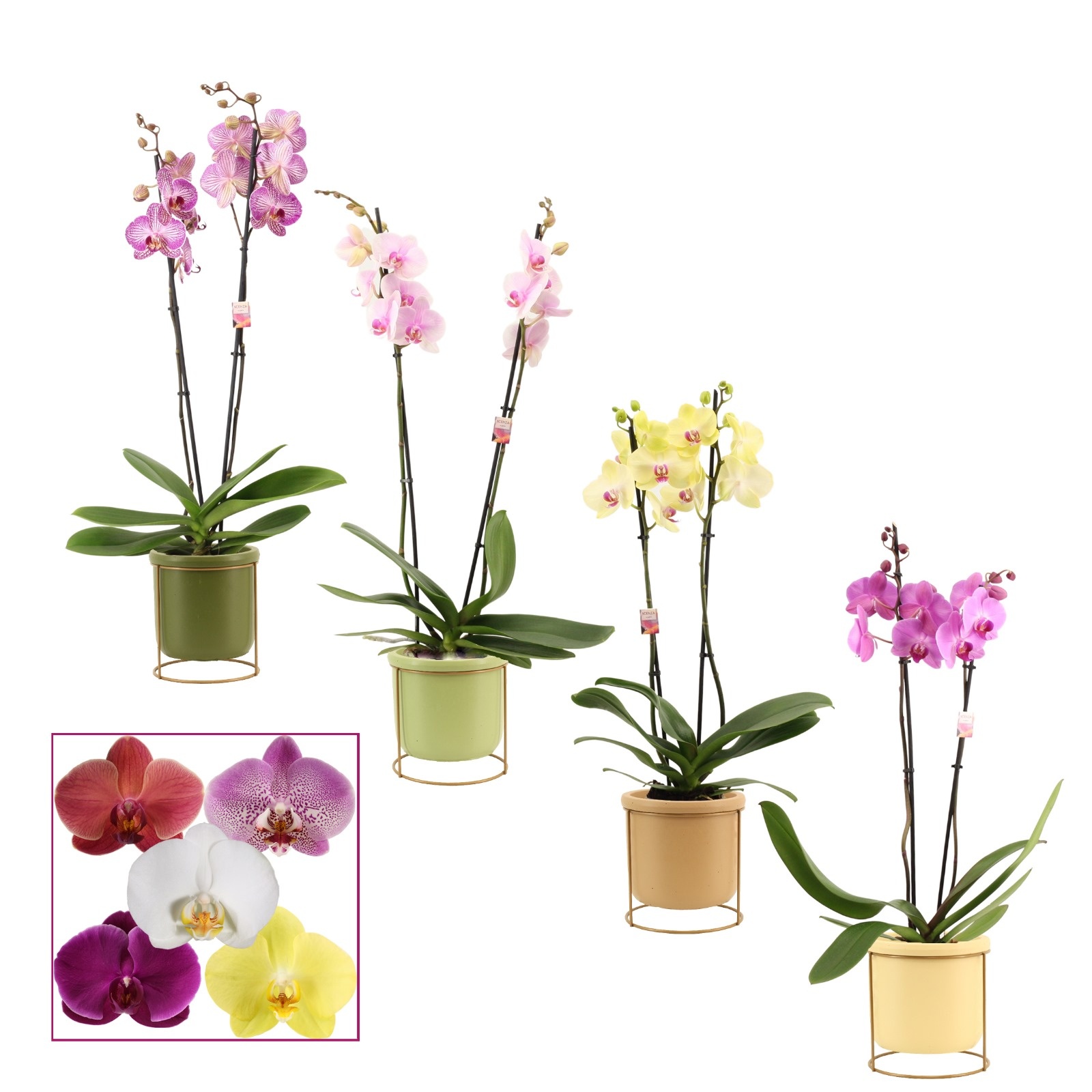 Phalaenopsis 2 tak 14+ mix in Lynn (Silent moods-collection), D 12