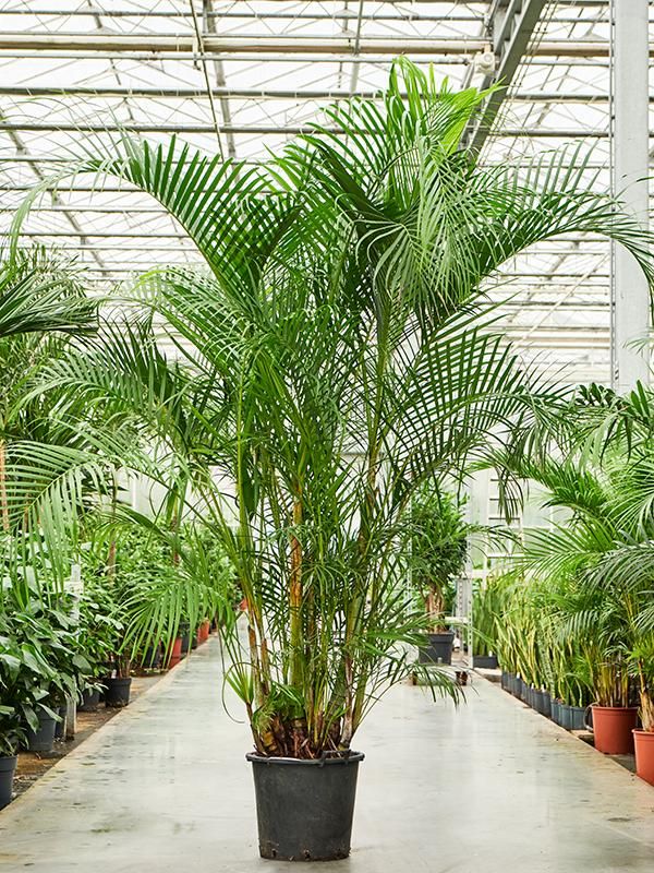 Dypsis (Areca) lutescens, D 45