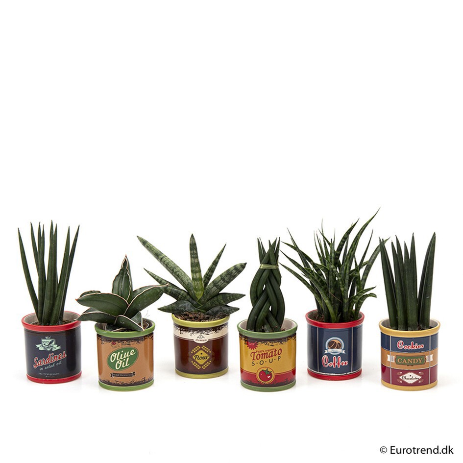 GREEN MIX E 1616, D 9