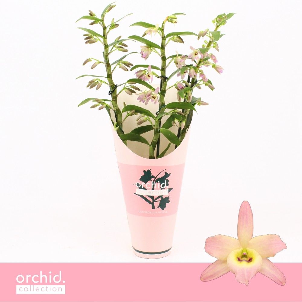 Dendrobium Nobilé, Fairlight 3-spike'Orchid Collection' Potcover, D 12