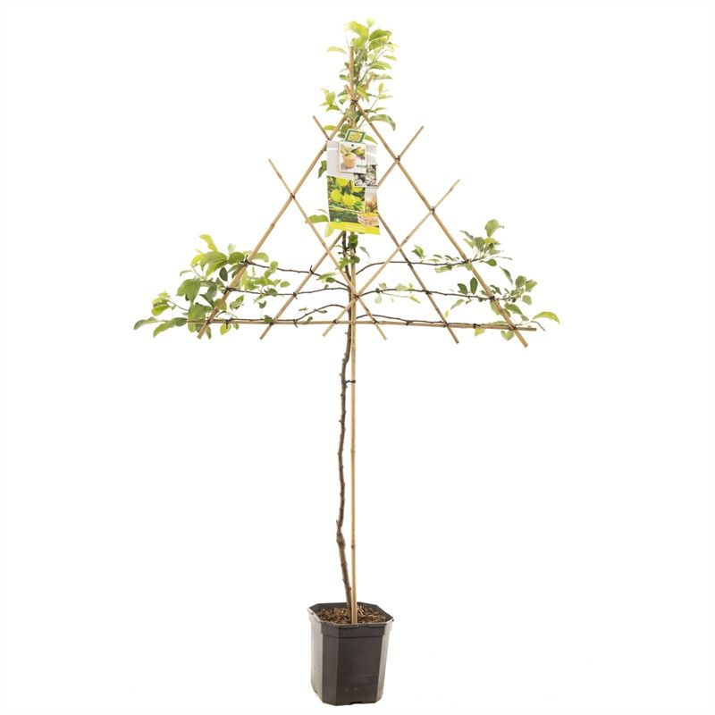 Malus dom. Golden Delicious leivorm Gele handappel, D 24