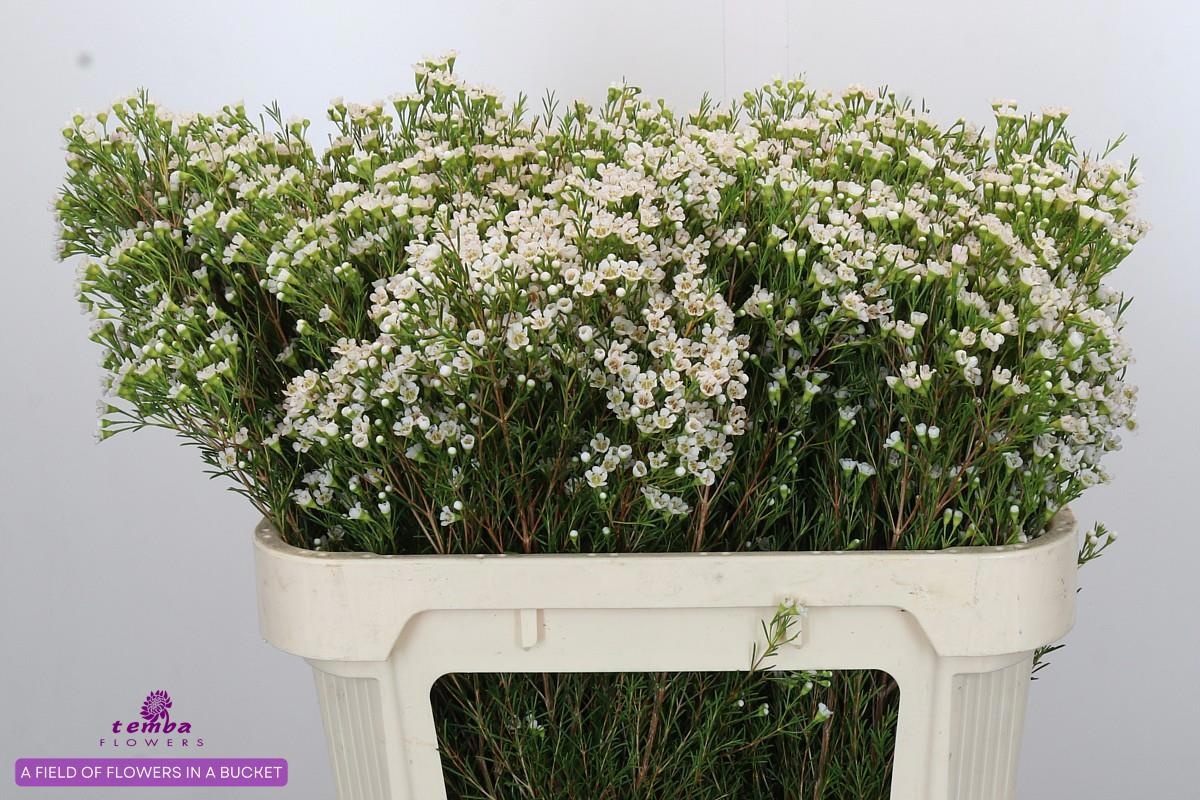 Шамелациум Перл Баттонс 70, шт.