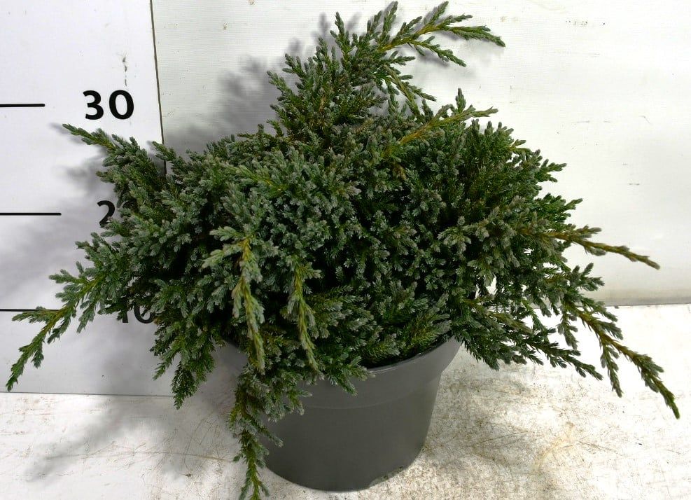 Juniperus squamata 'Tropical Blue', D 23