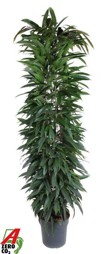 Ficus Alii king zuil P32 (NO GAP), D 32