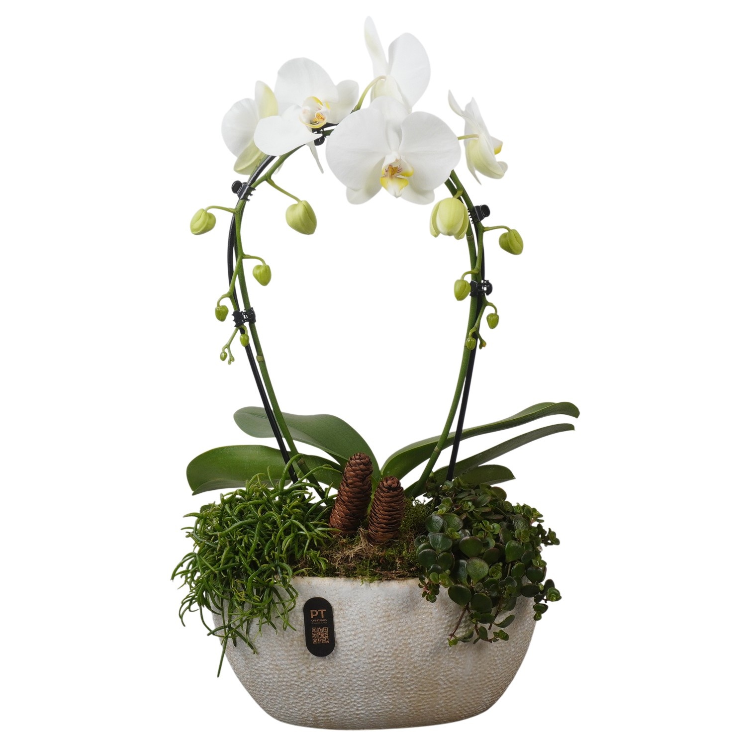 PTPAE1722 Arrangement Phalaenopsis Autumn Exclusive in keramiek pot, D 28 cm