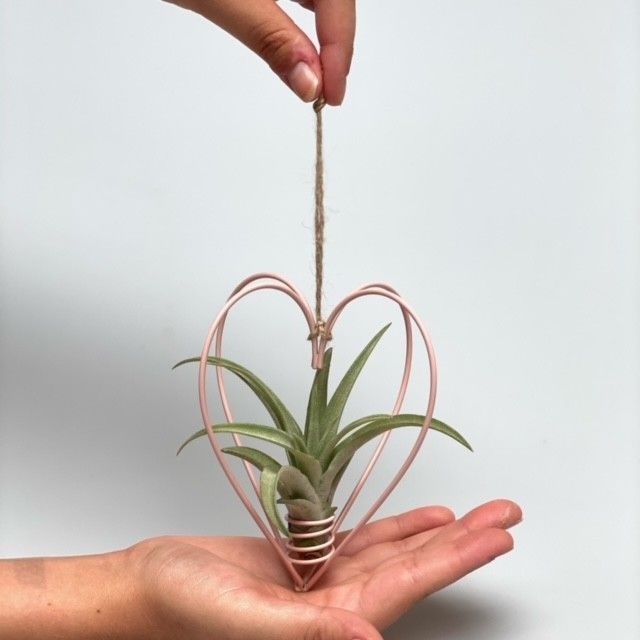 Pink heart + Tillandsia / airplant, D 10,5
