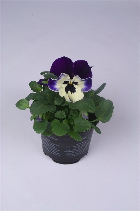 Viola x wittrockiana Alpha F1 Purple and White, D 9 cm