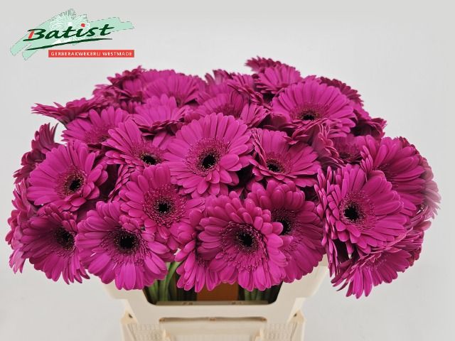 Гермини Анна, шт.