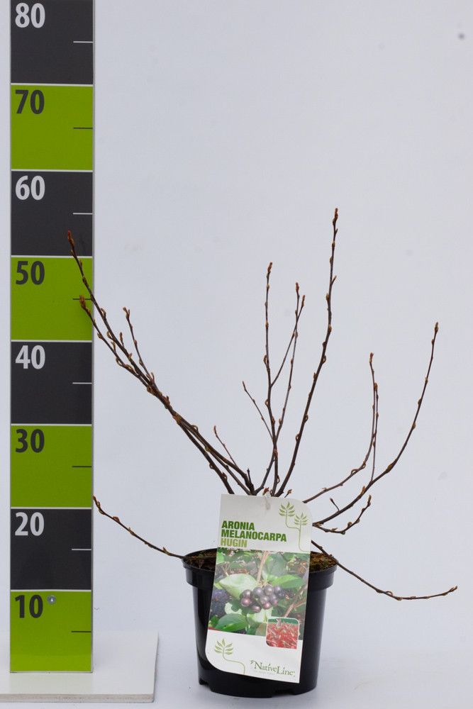 Aronia melanocarpa 'Hugin' C 3, D 19