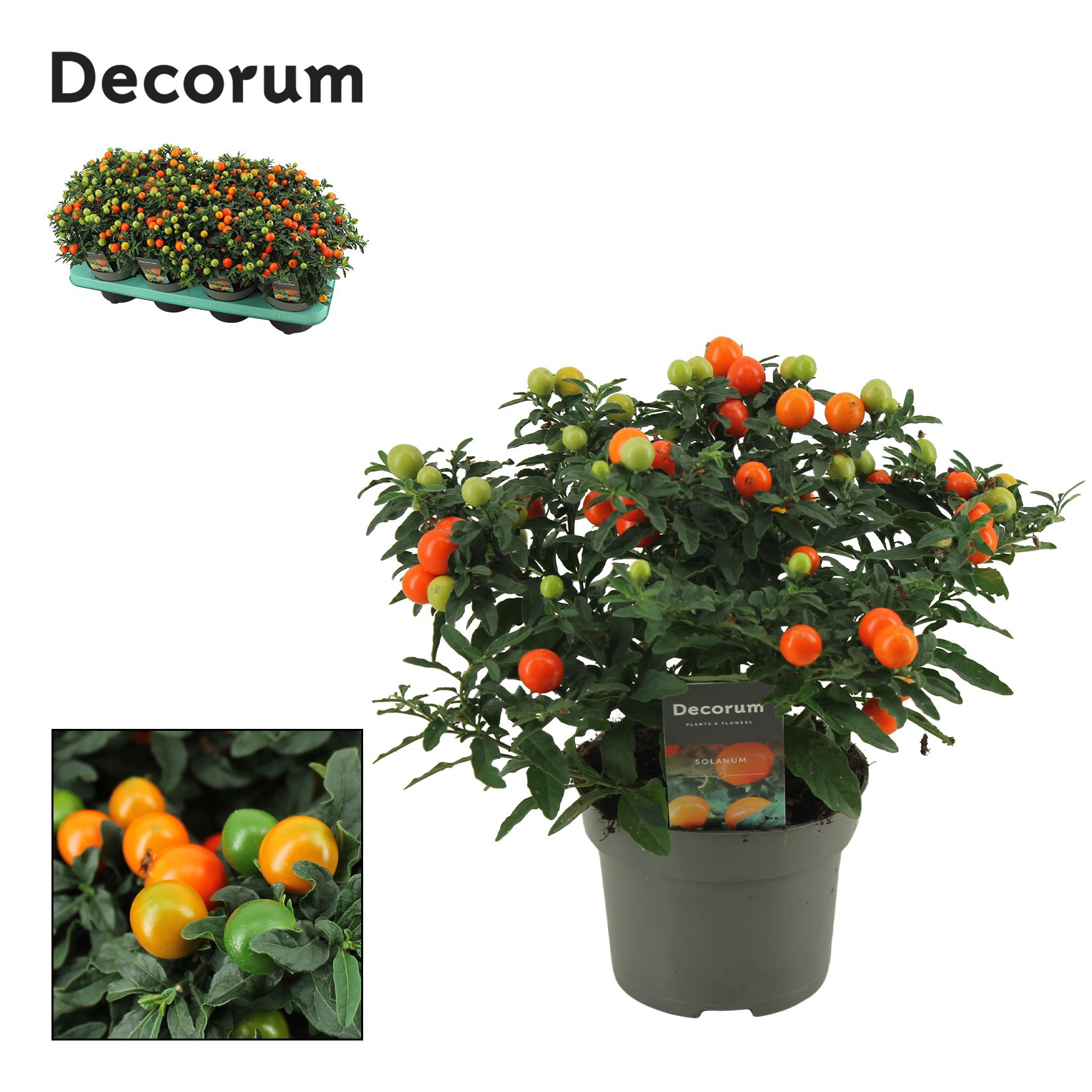 Solanum Pseudocapsicum P13 Decorum, D 13 cm