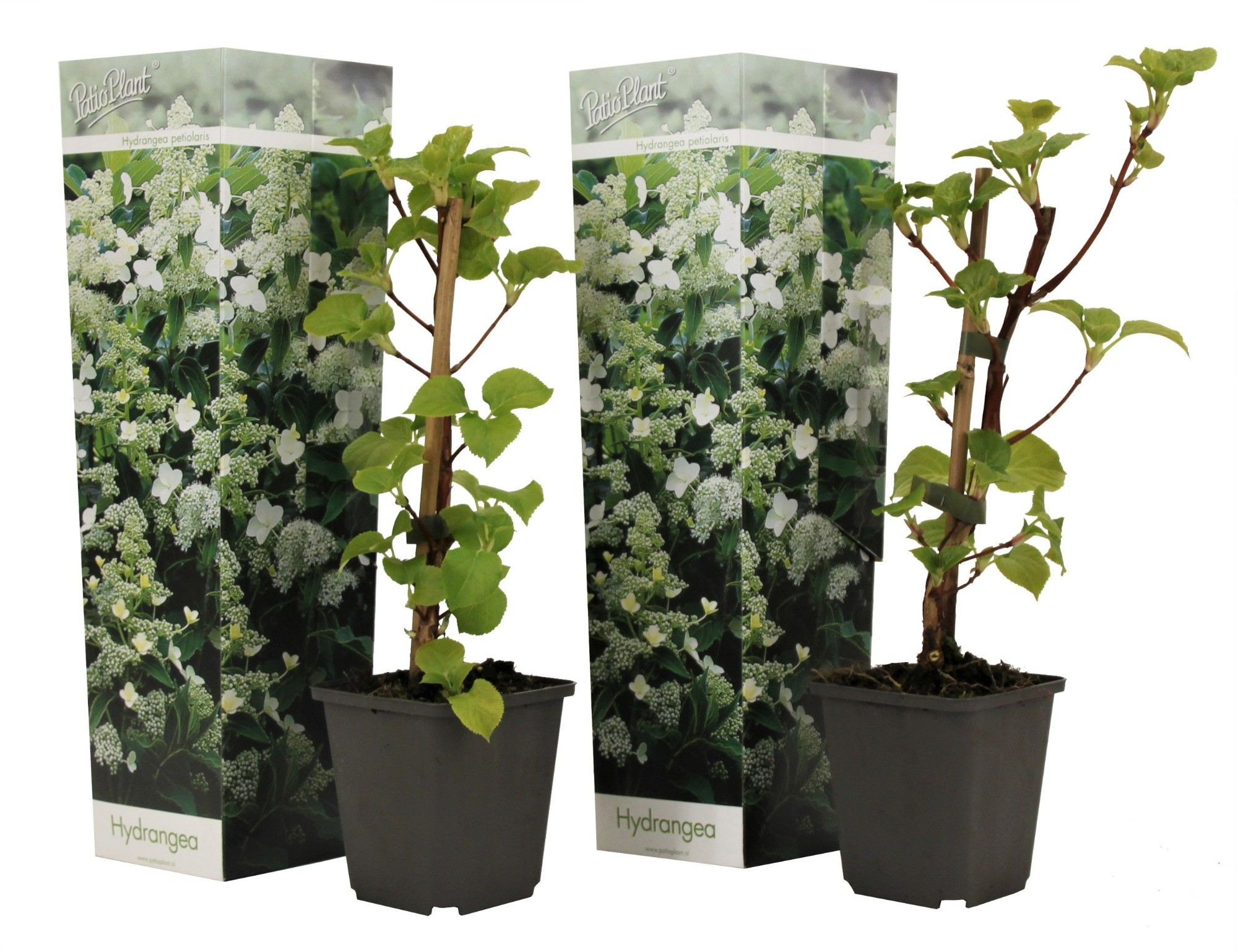 Hydrangea petiolaris, D 9