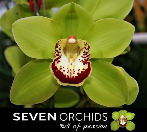 Цимбидиум Мистер Дублин x6 80, шт.