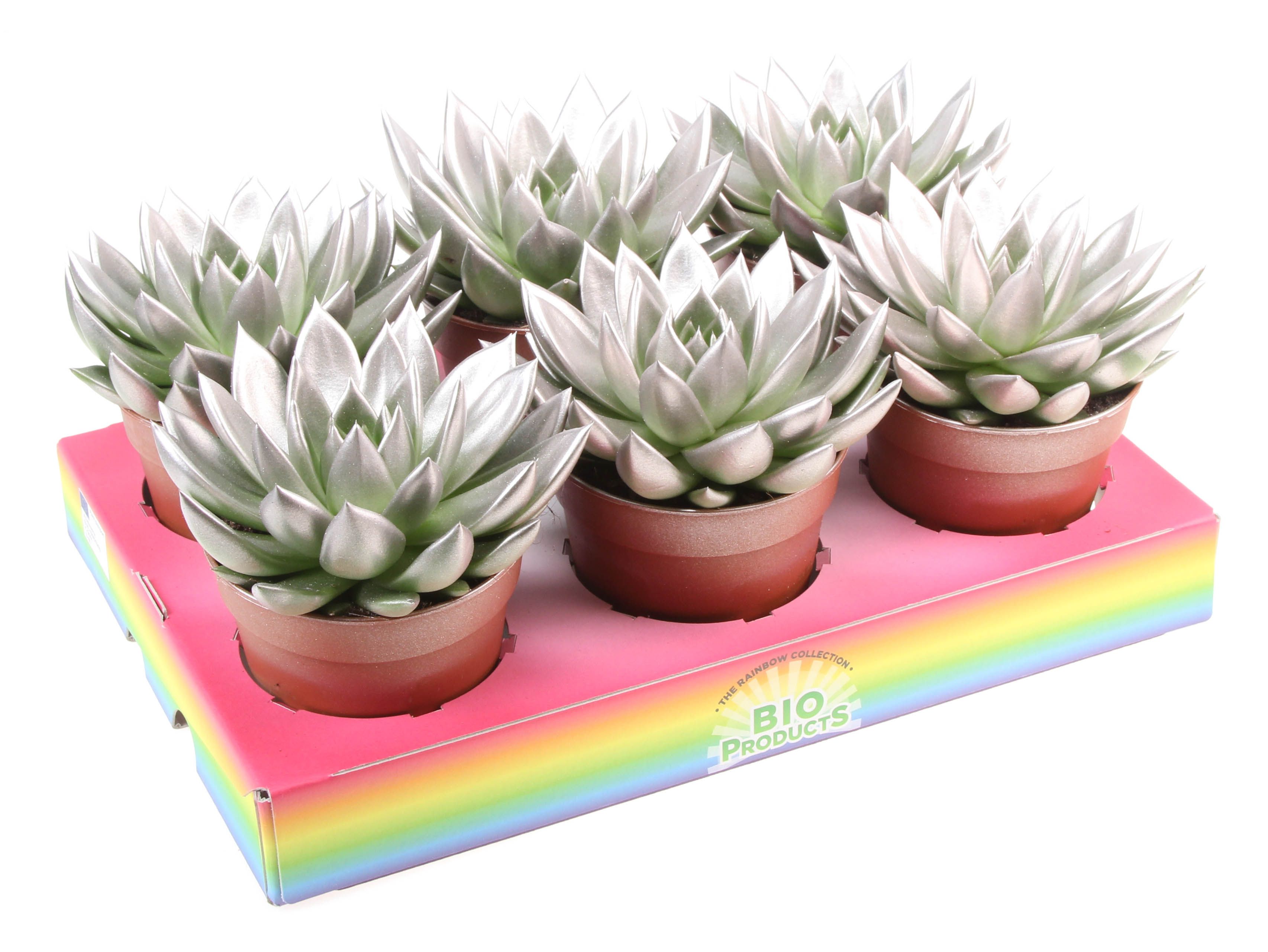 Bio miranda rainbow champagne, D 12