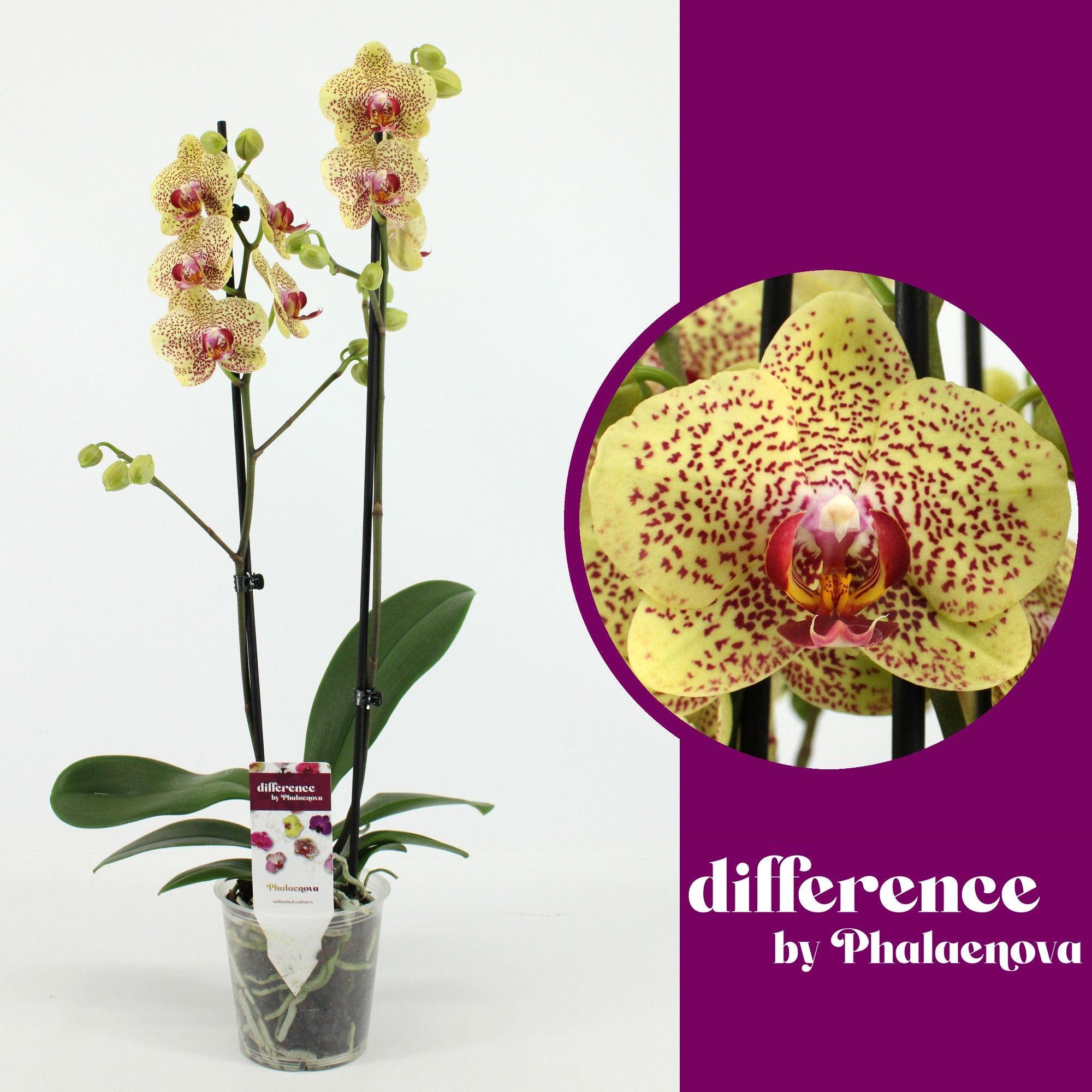 Fancy Freckles 2-tak 60cm (RIJP), D 12