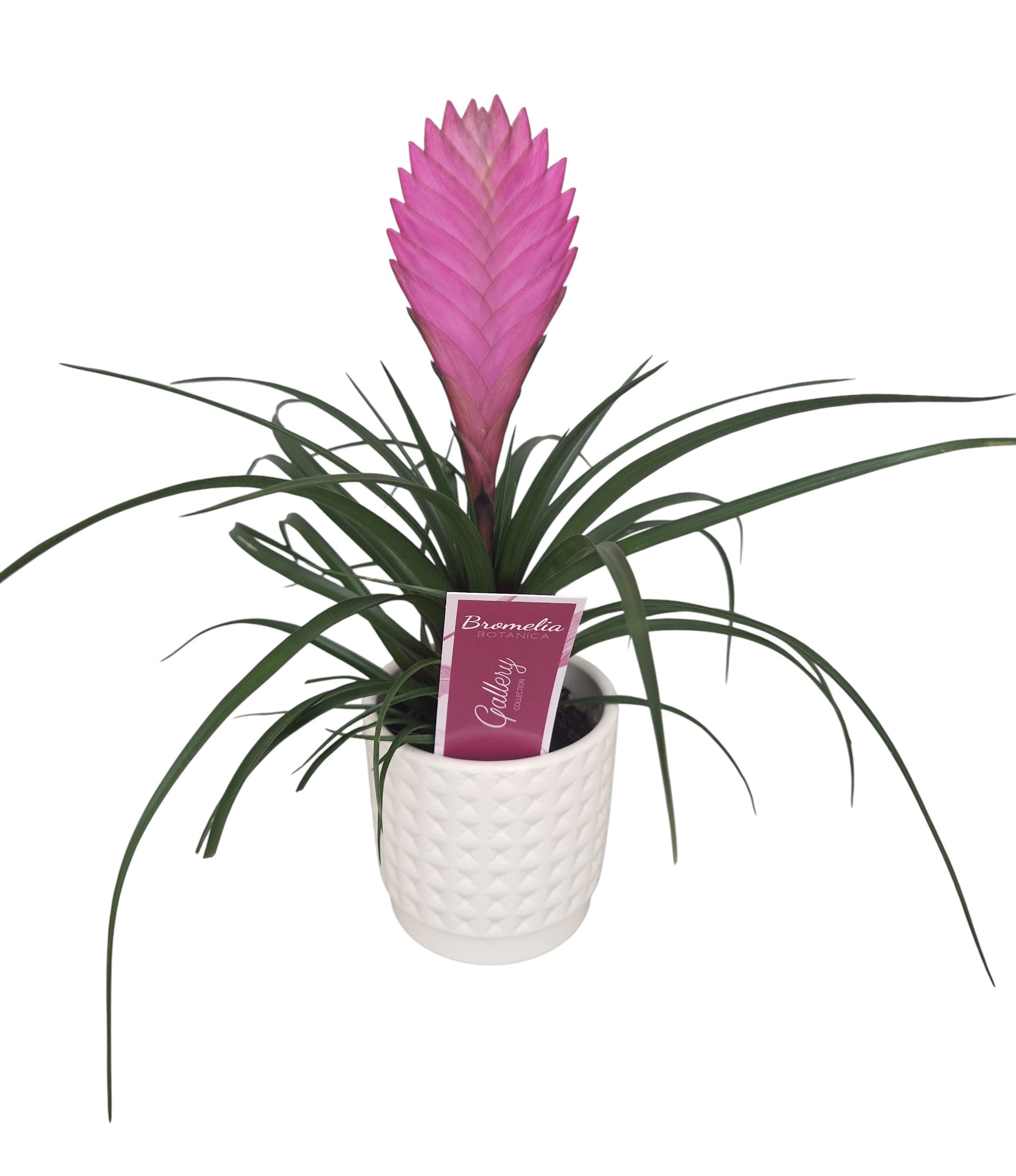 Tillandsia cyanea 'Anita' in wit ruit keramiek, D 10