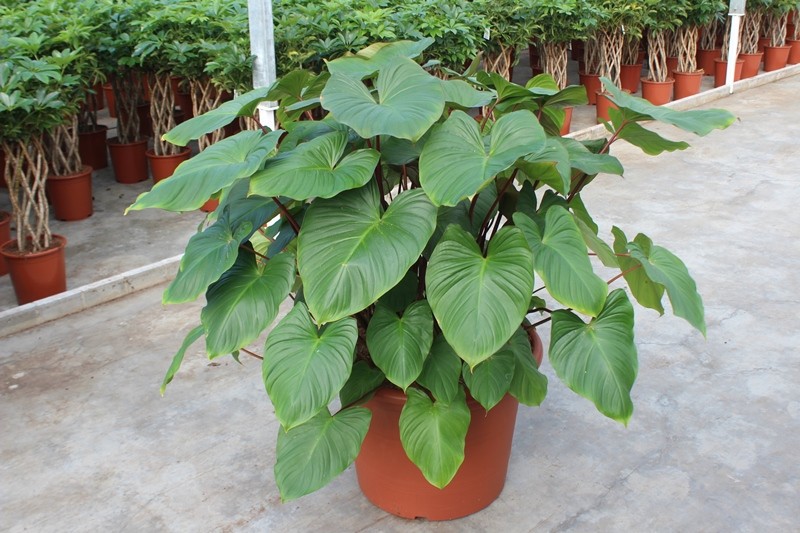 Homalomena rubescens Maggy, D 60 cm