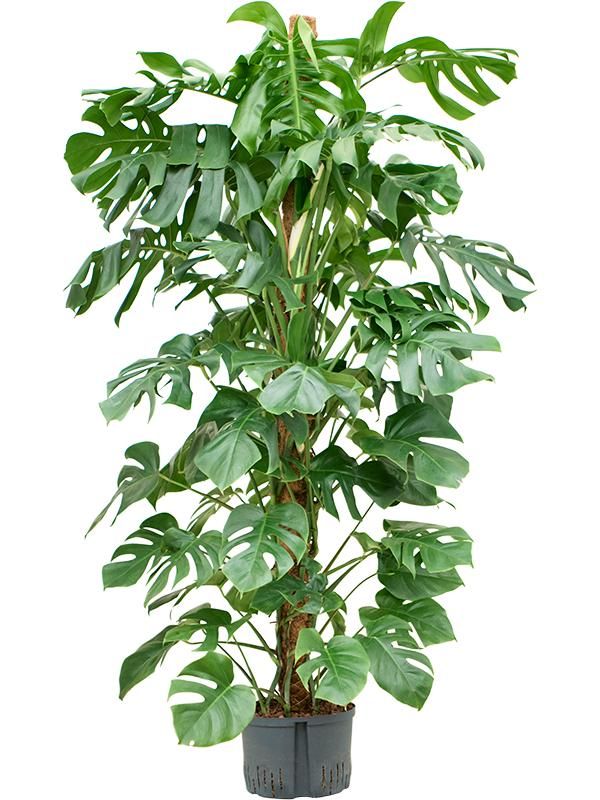 Monstera deliciosa, D 28 cm