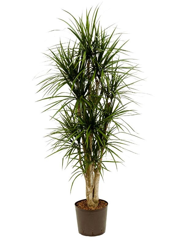 Dracaena marginata, D 22 cm