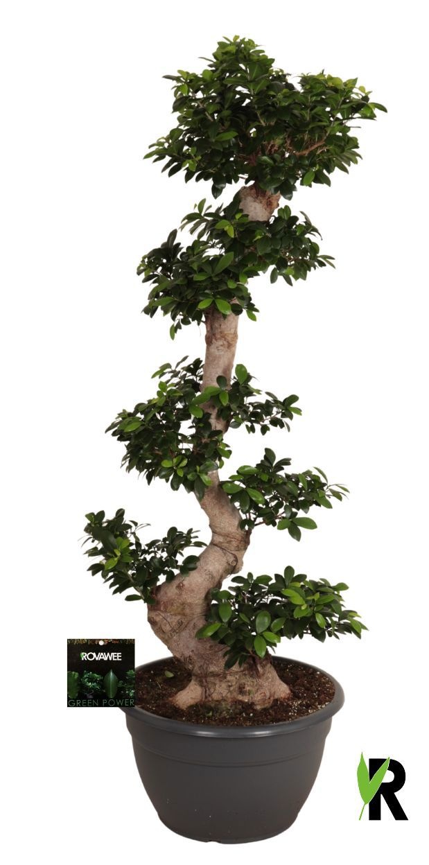 Ficus micr. S-type in kunststof sierpot, D 45