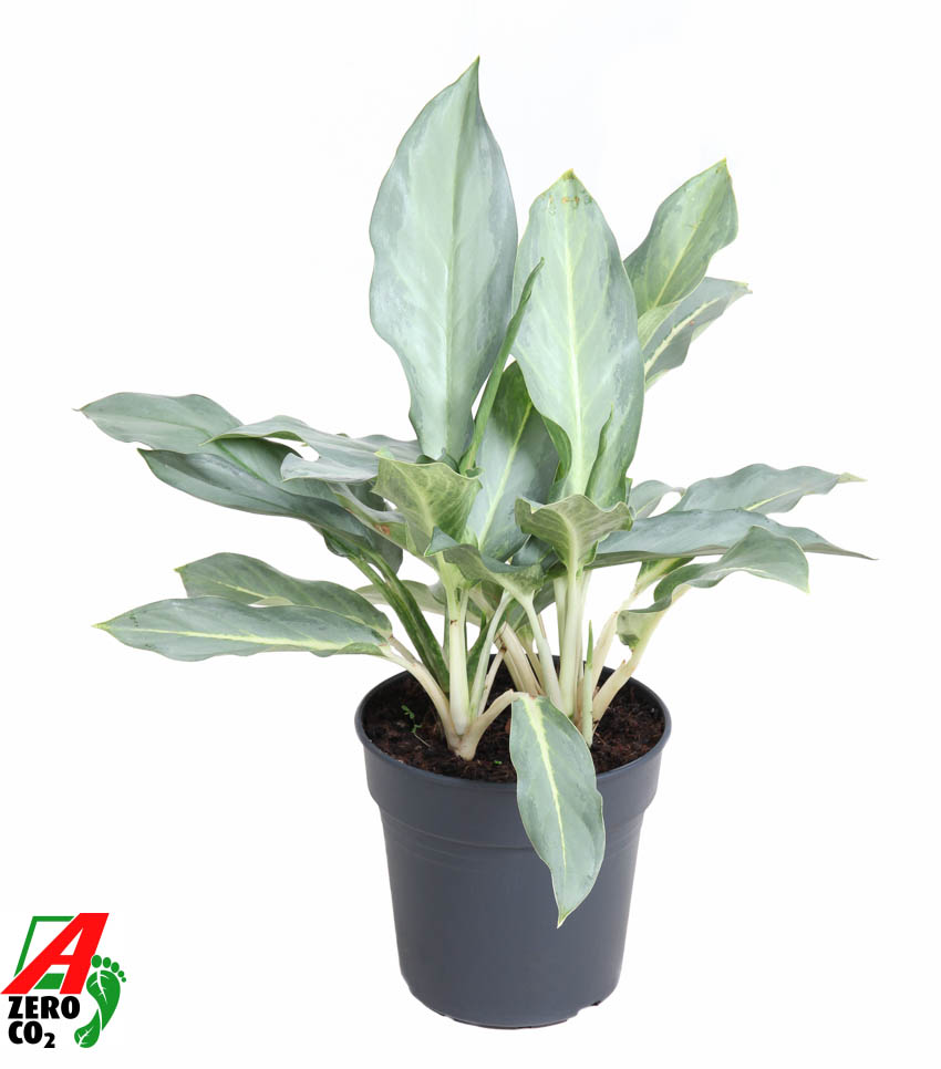 Aglaonema Ghost, D 19