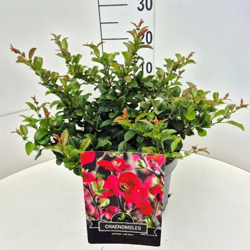 Chaenomeles sup. 'Red Trail', D 29