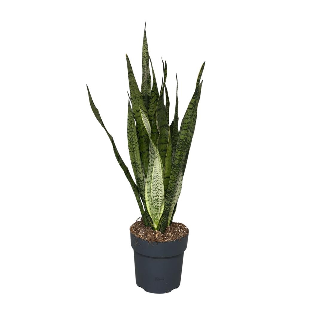 Sansevieria Zeylanica, D 21