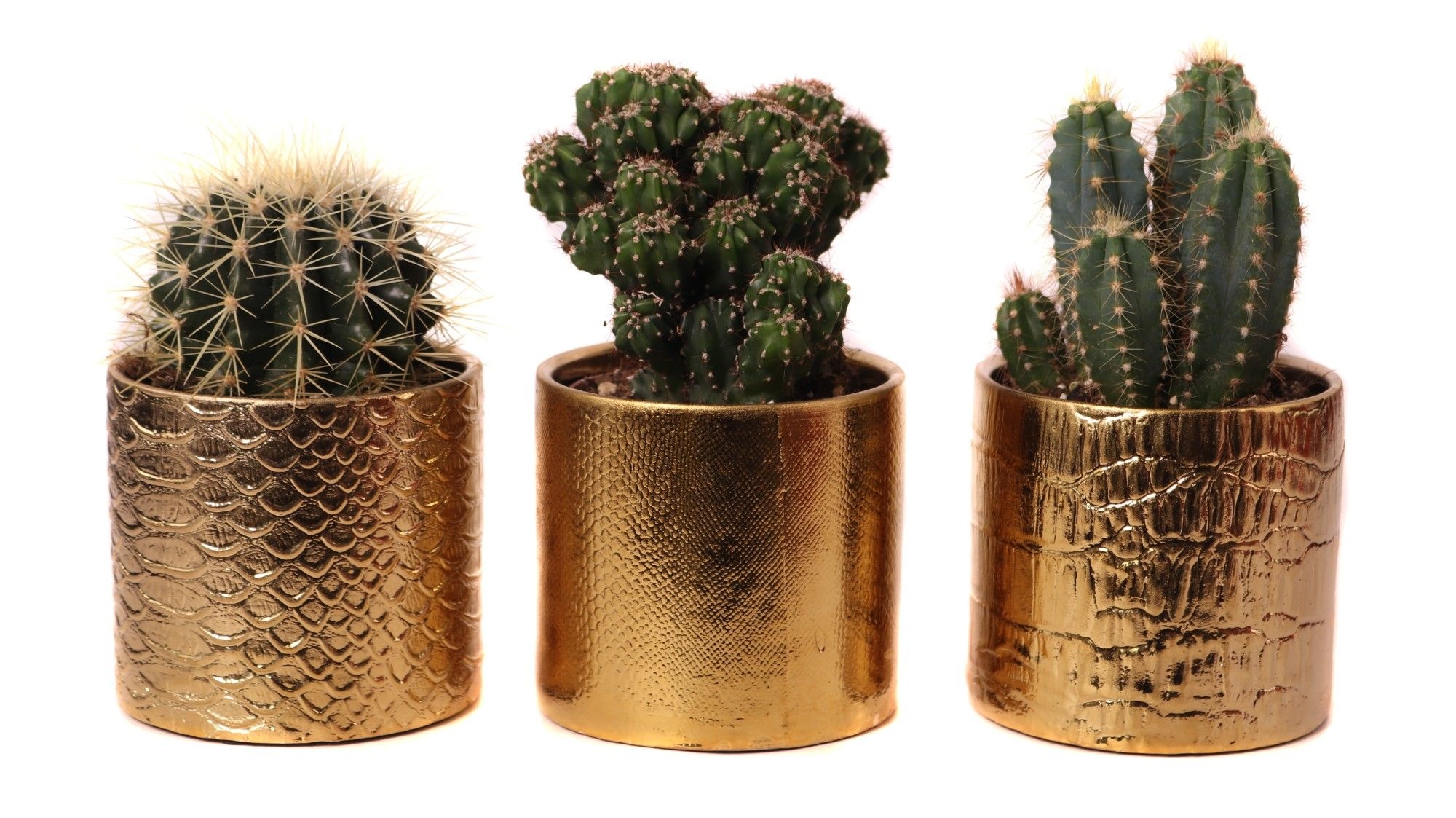 Cactus mix 8,5 cm in egoli pot, D 10 cm