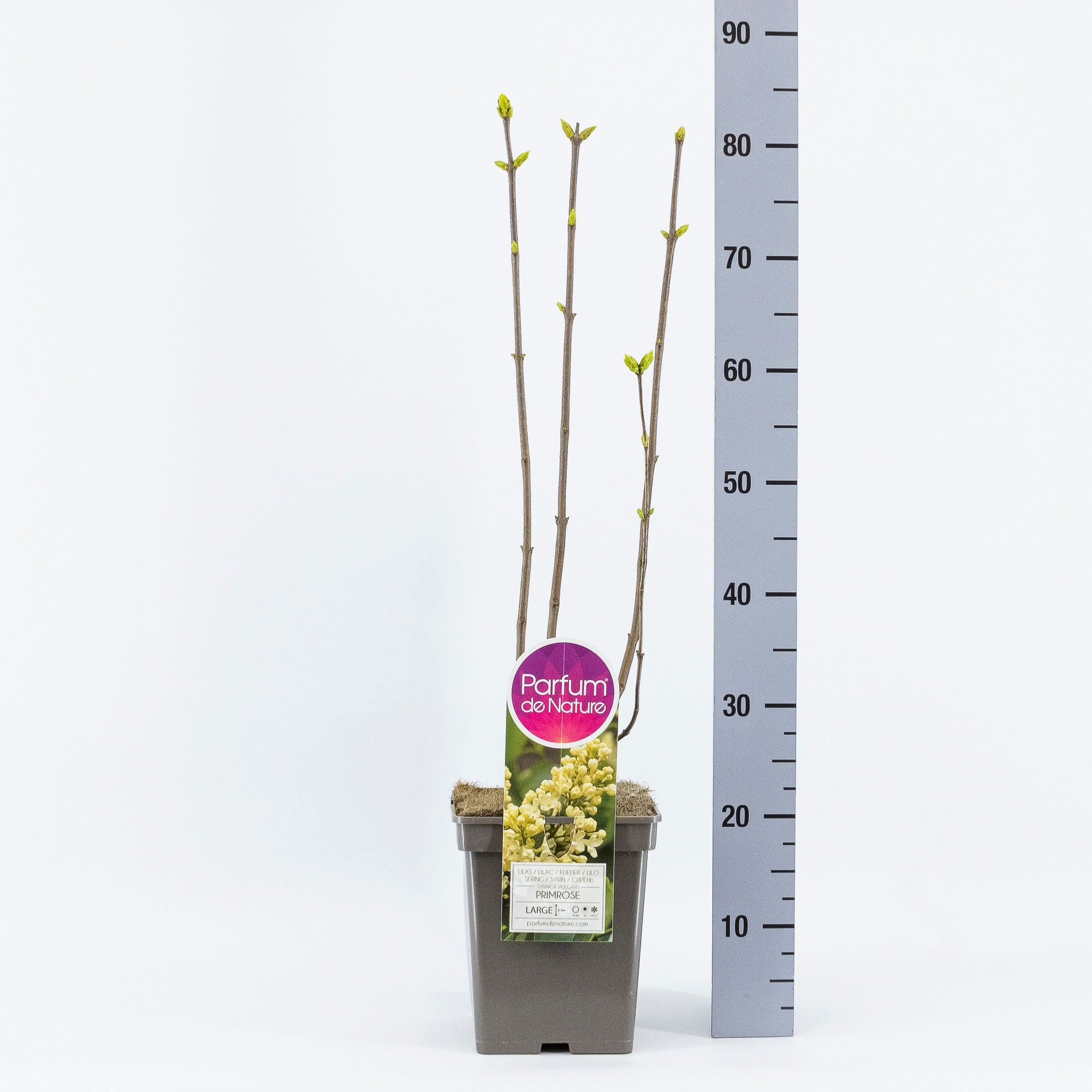 Syringa vul. Primrose, C5, D 23 cm