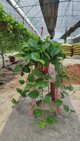 Лонг Эпипремнум ауреум 18 45