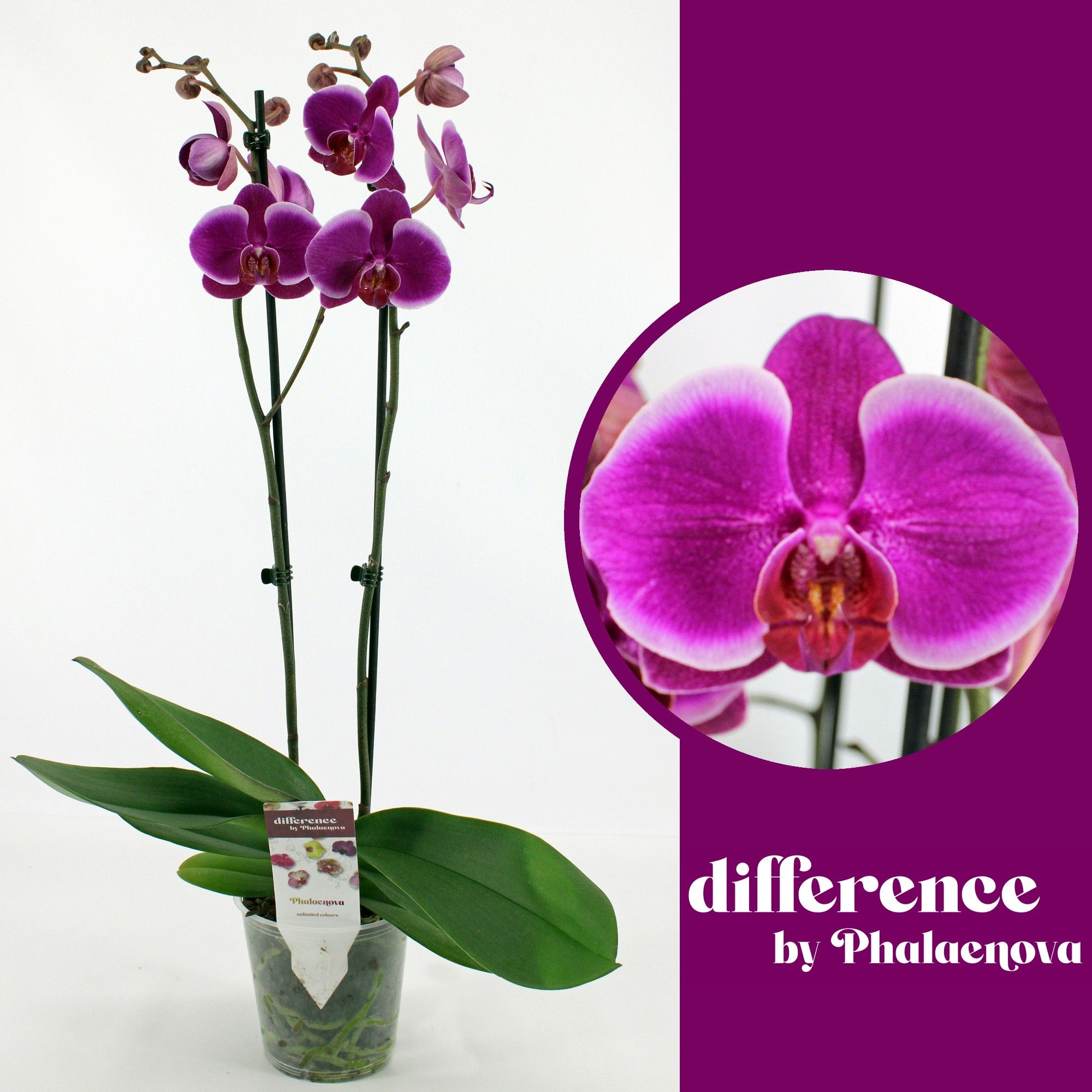 Durban 2-tak 60cm (GROEN), D 12