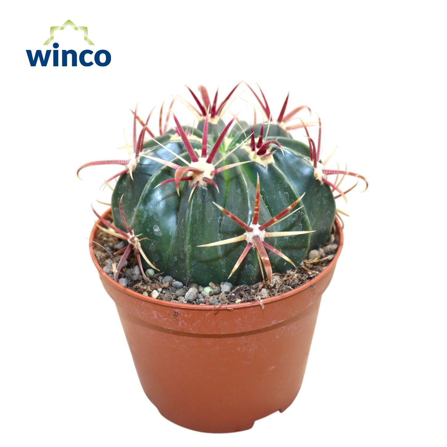 Ferocactus Latispinus, D 10,5 cm