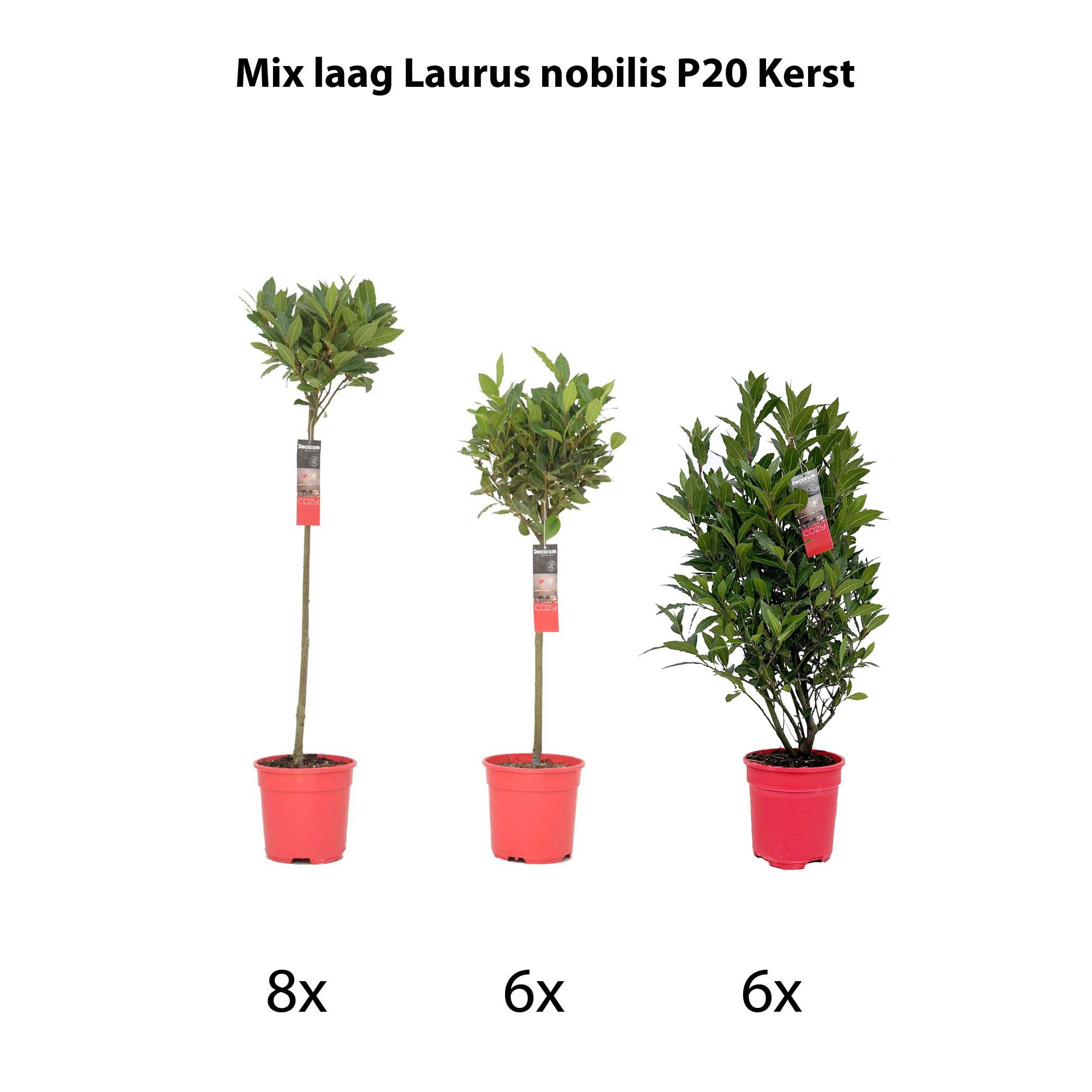 Mix laag Laurus nobilis P20 kerst, D 20