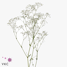 Гипсофила Экселенс 50, шт.