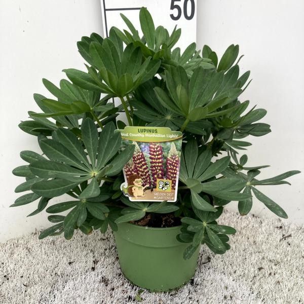 Lupinus polyphyllus 'Manhattan Lights', rood-geel, D 23