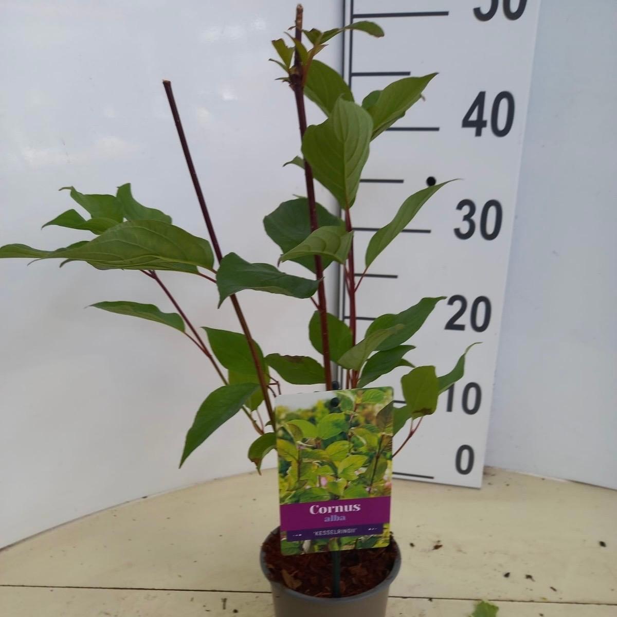 Cornus alba 'Kesselringii', D 12 cm