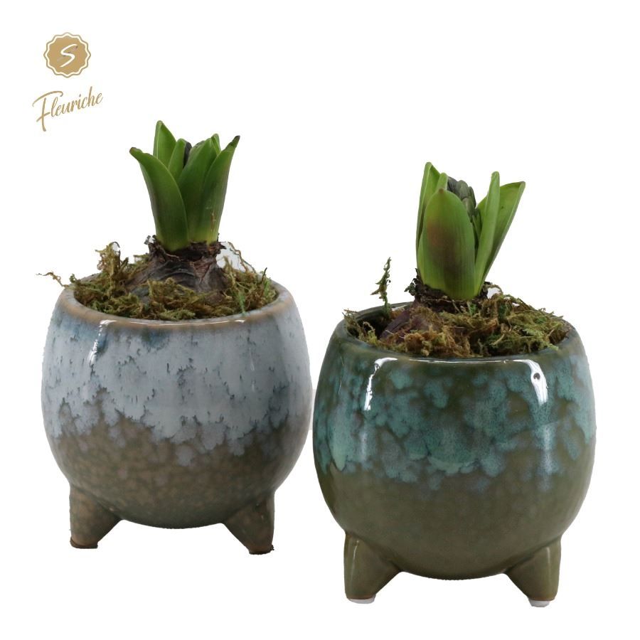 (1910) Hyacint Green Flavour [M] 1PP Mos, D 10 cm