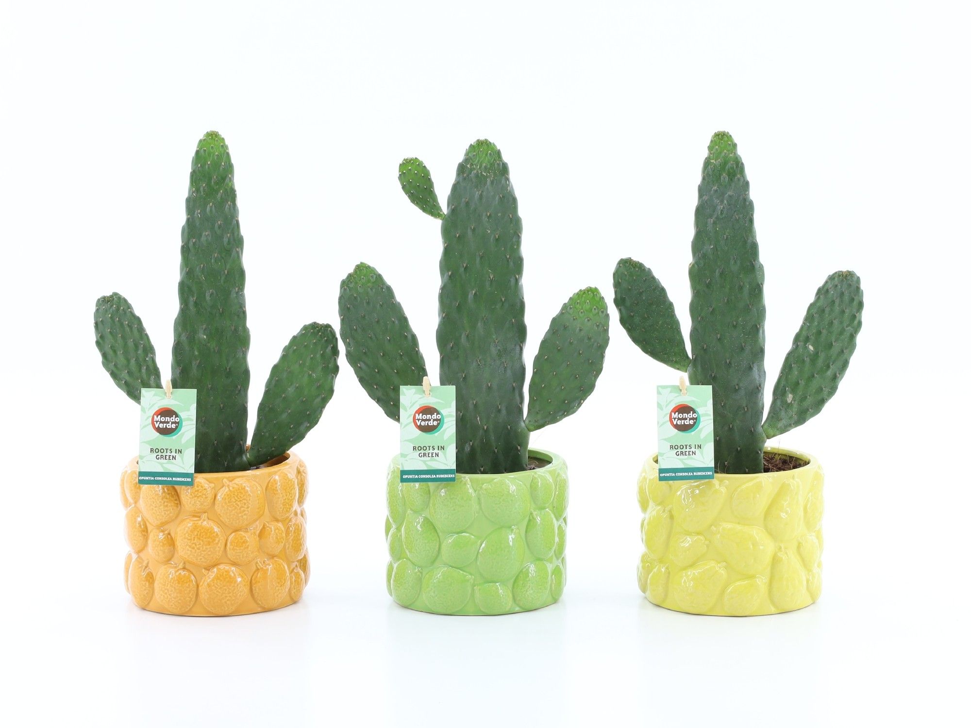 Opuntia rubescens Consolea in La Dolce Frutta, D 15