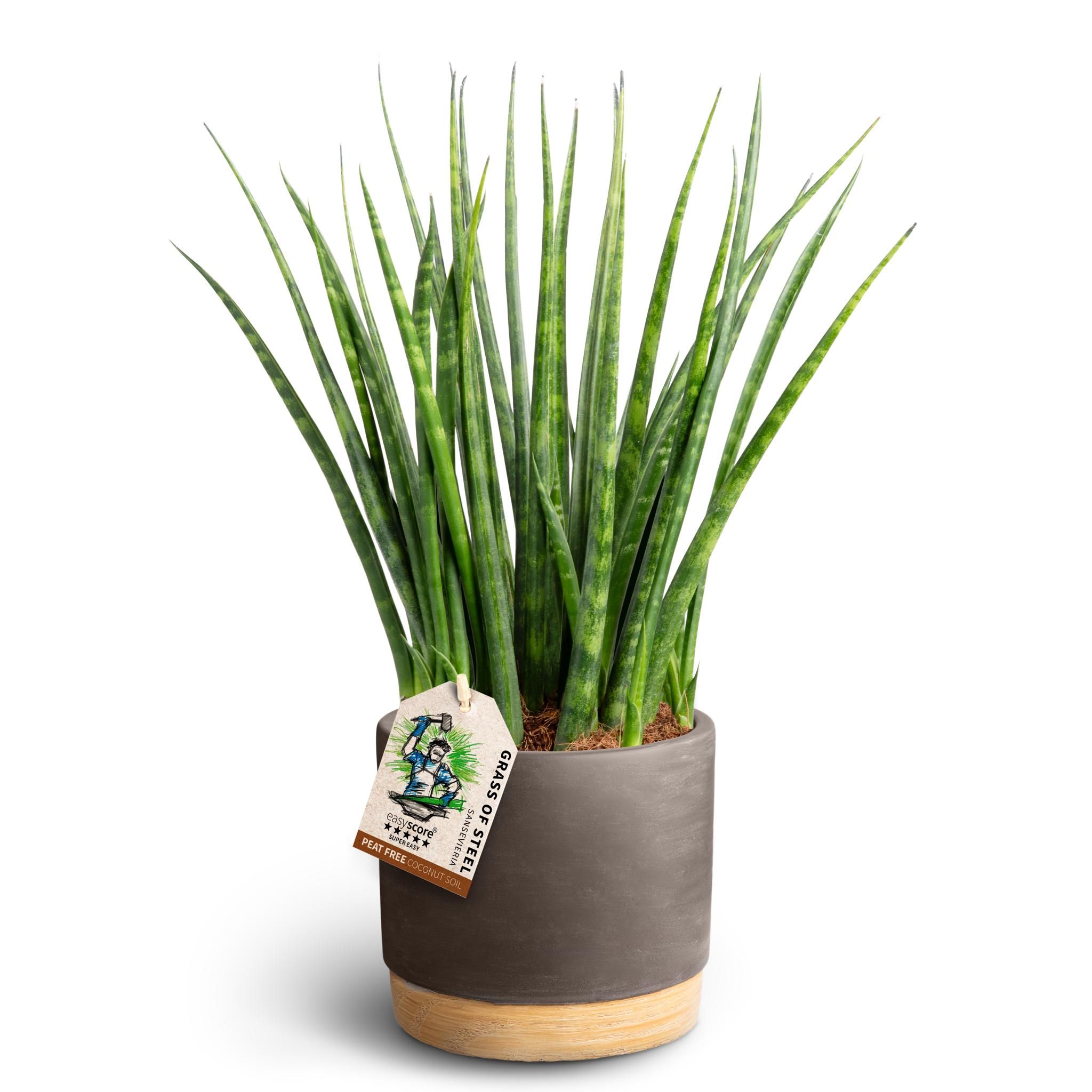 Woodbase Mocca, Sansevieria ´Fernwood´, D 12