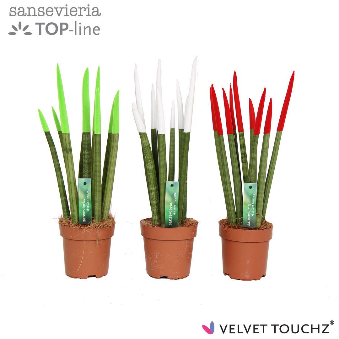 Sansevieria VELVET TOUCHZ® Italië, D 12