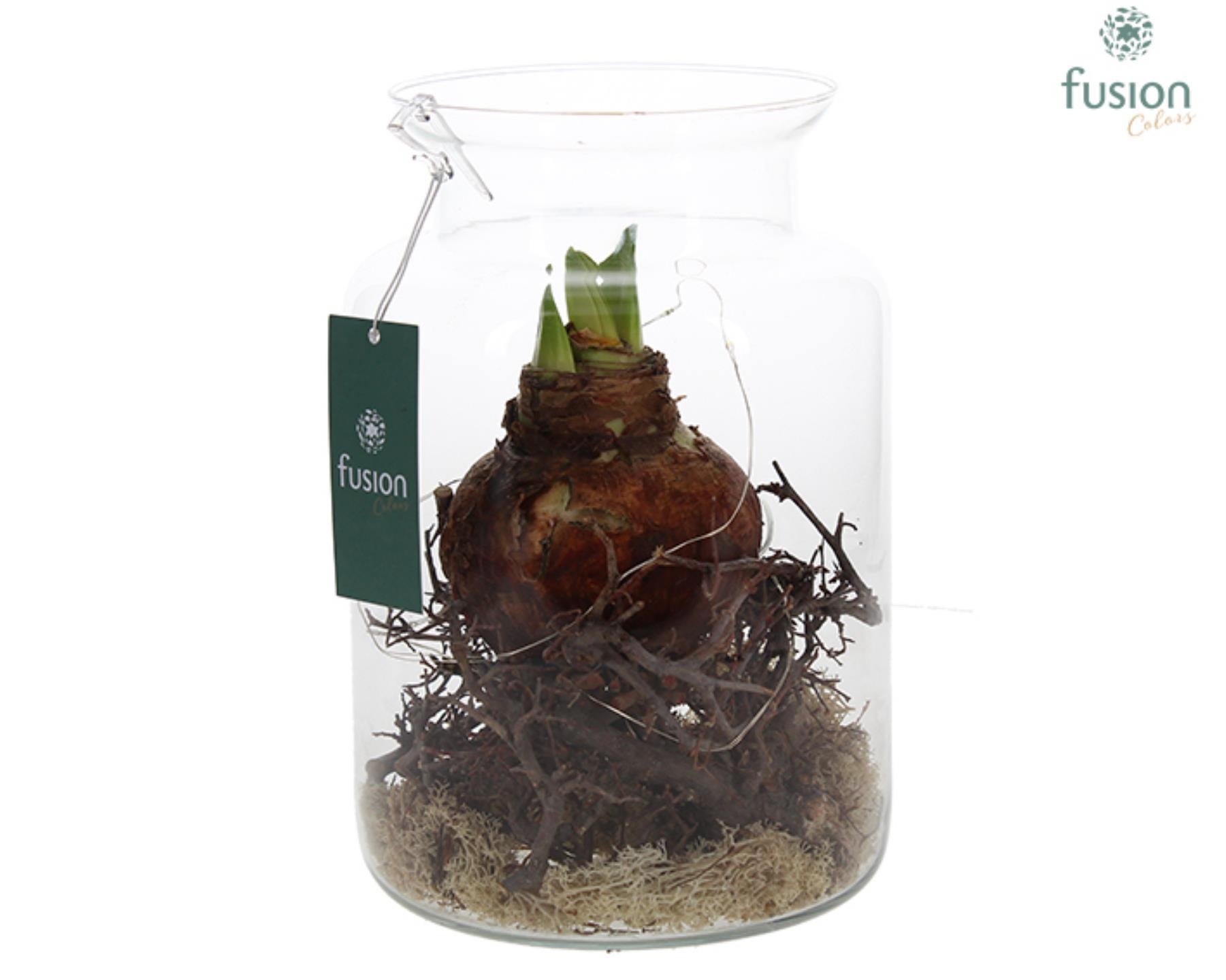 Glazen melkbus met Amaryllis D17, D 17