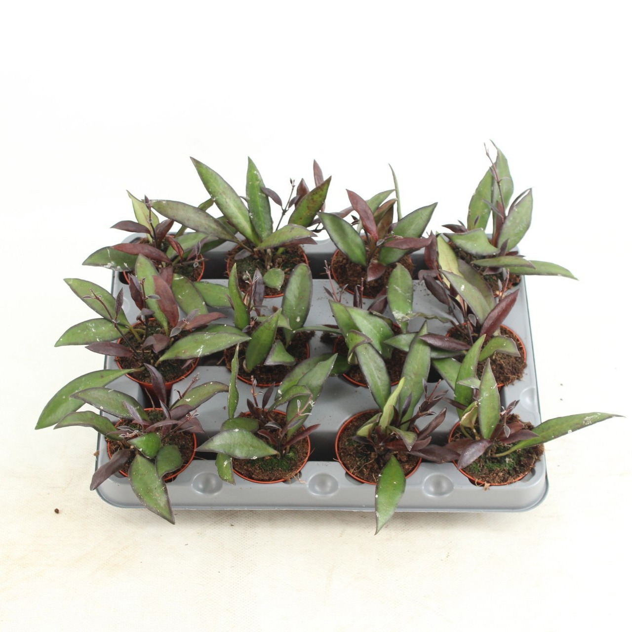 Hoya Red Maroon, D 6