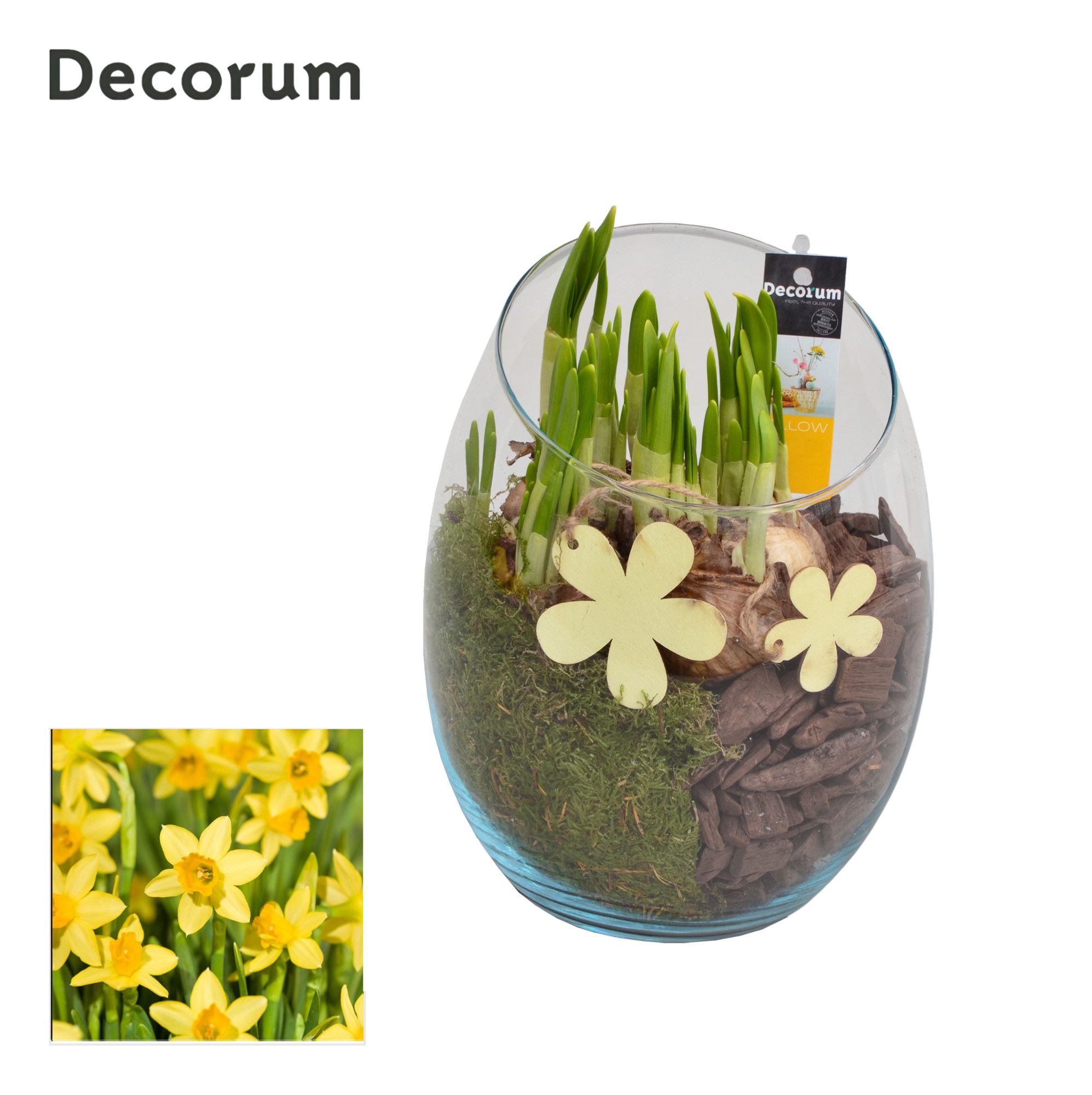 Narcis Oblique HL11173N, D 15