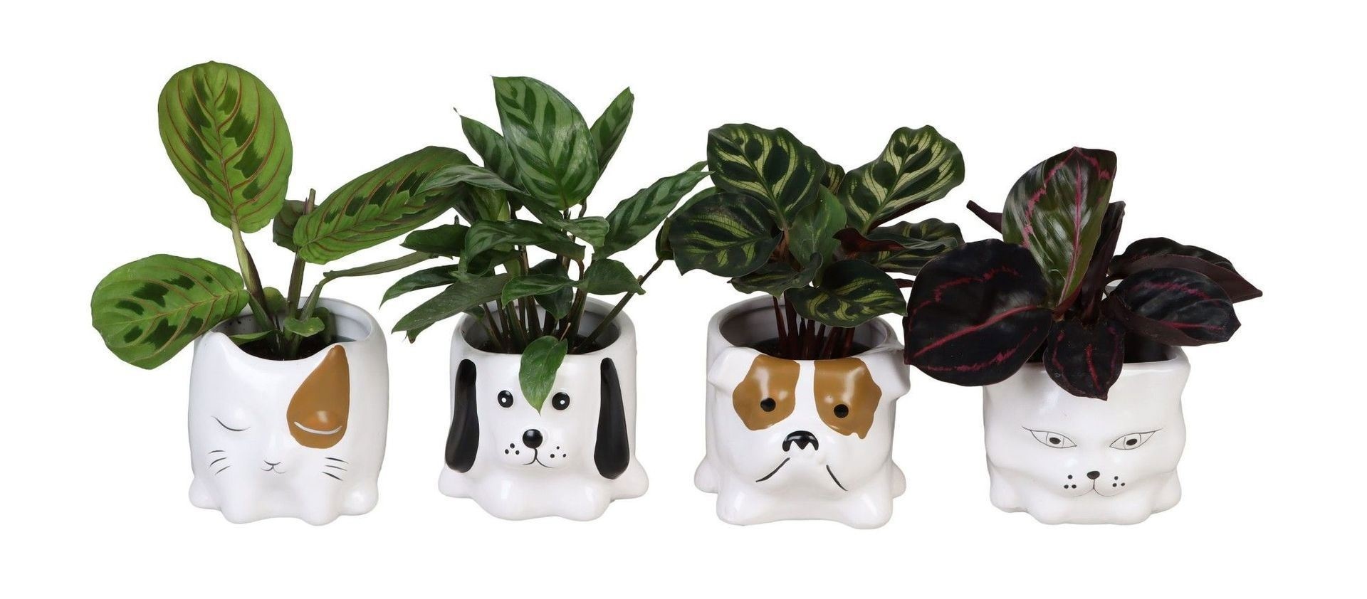 L 66647 with Calathea Mix 6 cm, D 6