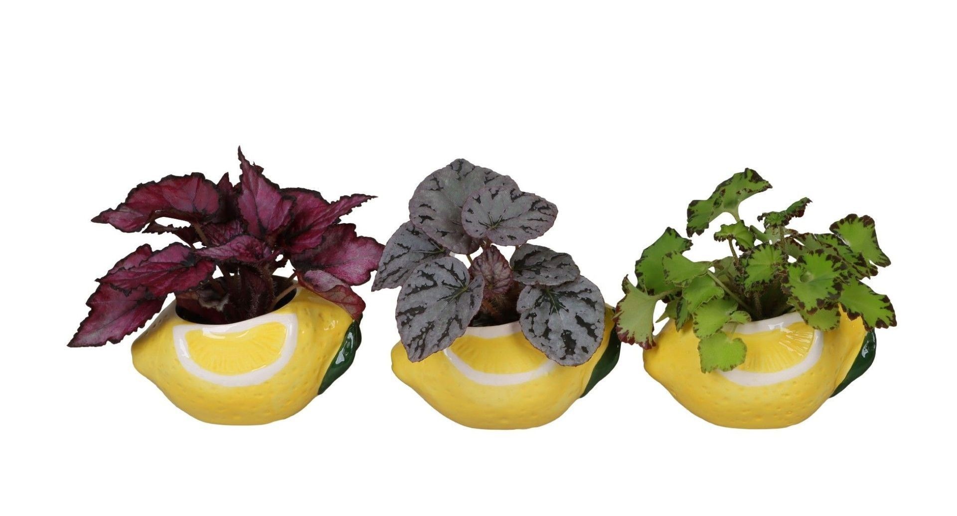 L 66700 with Begonia Rex Mix 6 cm, D 6