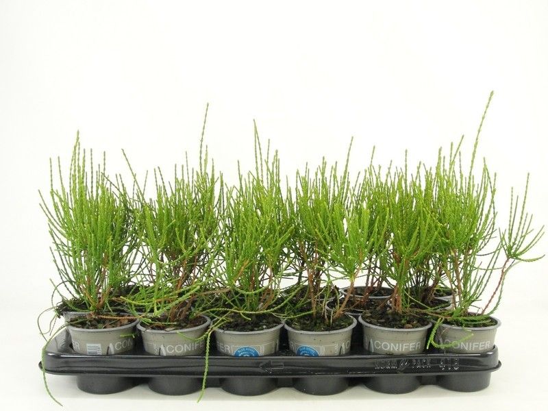 Platycladus oriënt. 'Franky Boy', D 9 cm