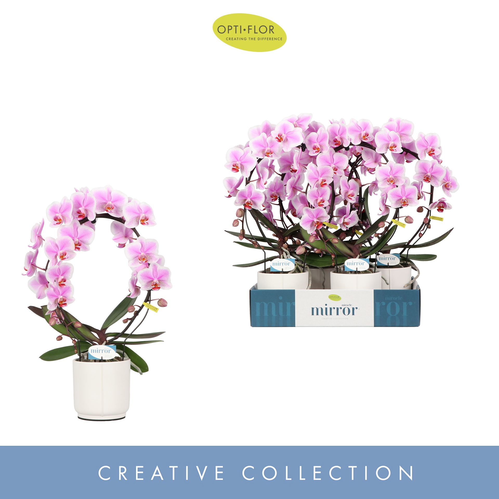 Mirror Miracle Jasmine 2 spike in Lazio White, D 12 cm