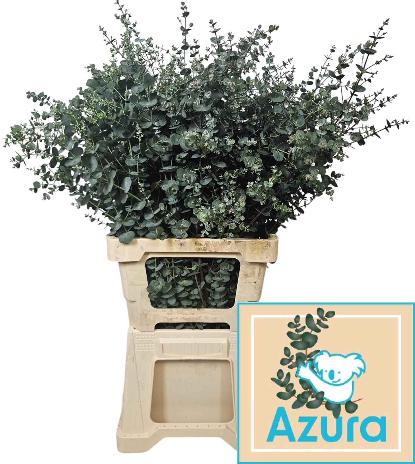 Эвкалипт Гунни Азура 75, шт.