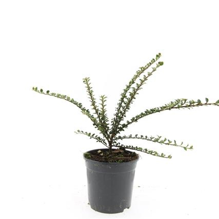 Cotoneaster horizontalis, D 14 cm