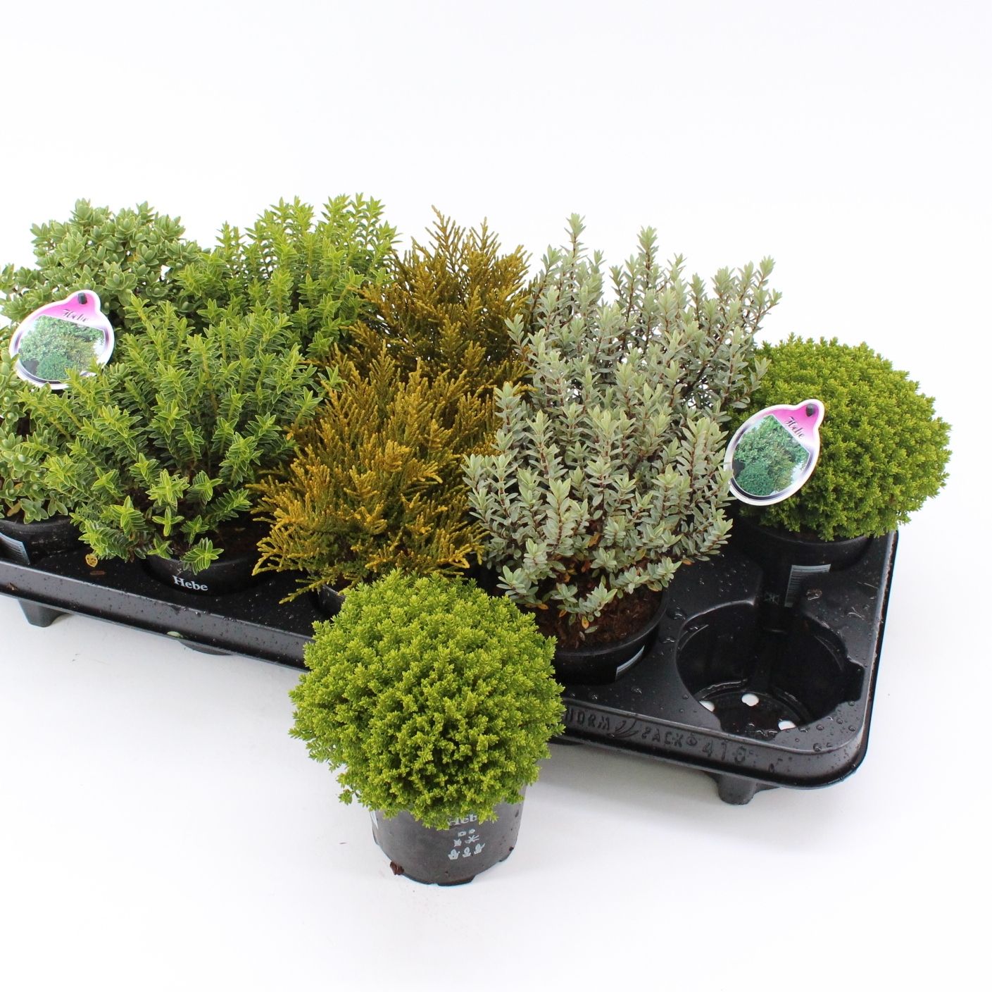 Hebe mix (minimum order one layer), D 10,5 cm Hebe mix (minimum order one layer), D 10,5 cm